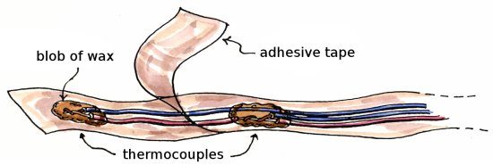 flute-tcs-txt-s.jpg