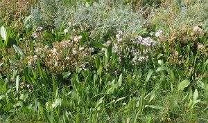 Ringoen asters