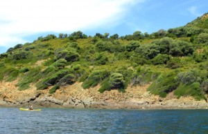 Porto, windblown vegetation