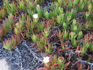 Crovani flowers