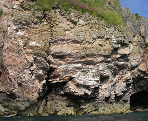 guillemots at berry head