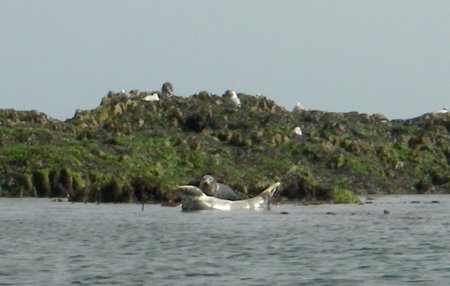 seal bank holiday