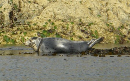 solemn seal