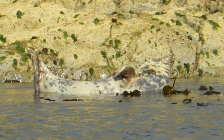 flippant seal