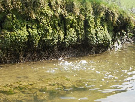 Bubblers under peat