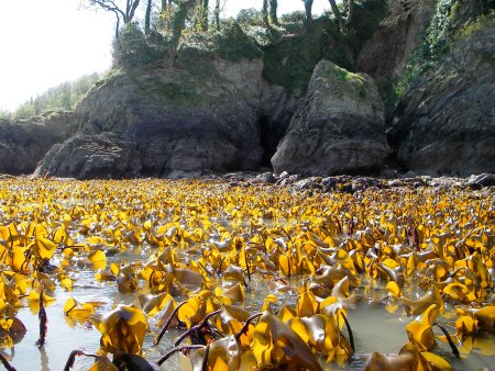 seaweed in Castle cove