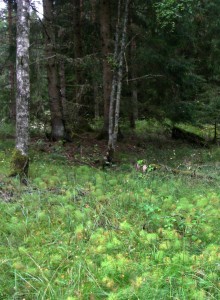 damp bank + horsetail