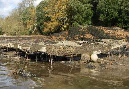 Oyster beds