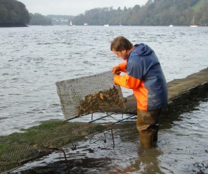 shaking oysters