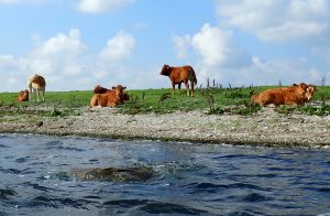 Parcelgaard cows and stone