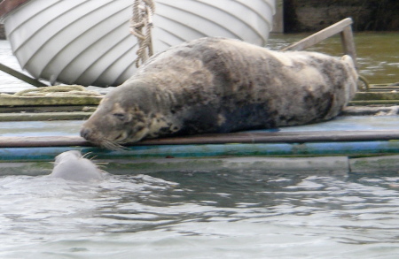 seal pair