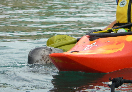 Seal nuzzles Louise