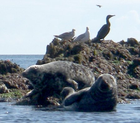 seals and shags