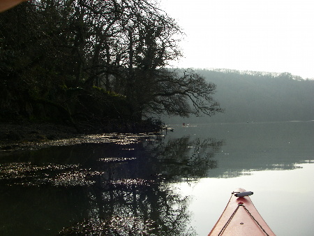 Winter trees at Sharpham