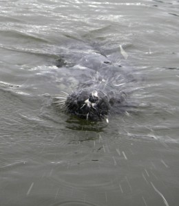 spitting seal